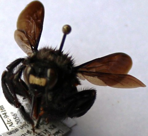 Xylocopa hottentota male.