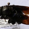 Xylocopa hottentota fem.