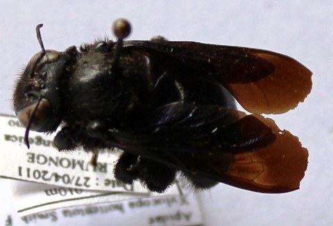 Xylocopa hottentota fem.