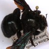 Xylocopa subjuncta fem.