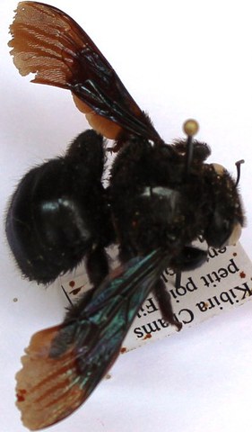 Xylocopa subjuncta fem.