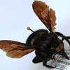 Xylocopa subjuncta male.