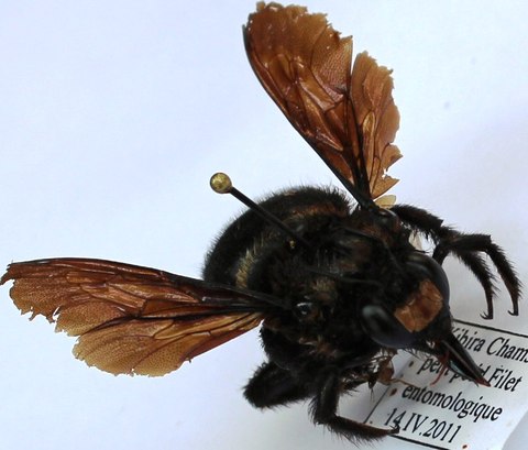 Xylocopa subjuncta male.