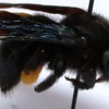 Xylocopa wellmani fem.