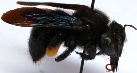 Xylocopa wellmani fem.