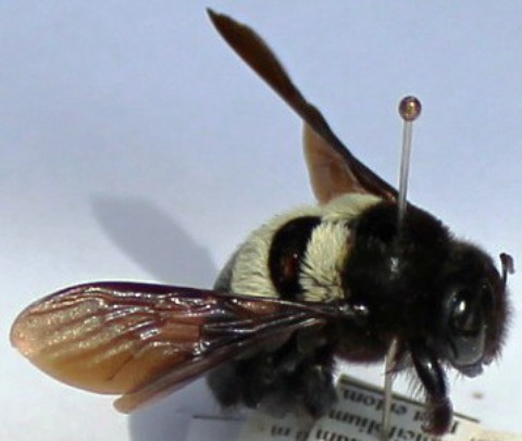 Xylocopa caffra fem.