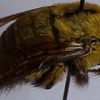 Xylocopa caffra male.