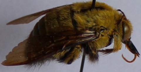 Xylocopa caffra male.