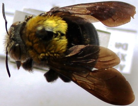 Xylocopa calcarata fem.