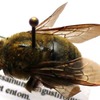 Xylocopa calcarata male.