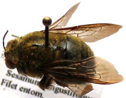 Xylocopa calcarata male.