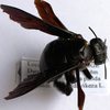 Xylocopa combusta fem.