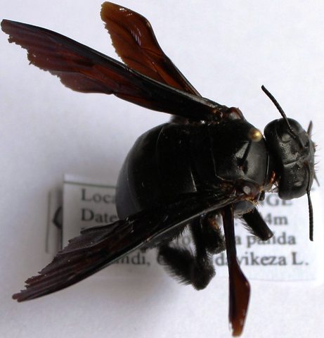 Xylocopa combusta fem.