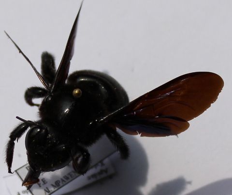 Xylocopa erythrina fem.