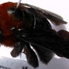 Xylocopa flavorufa fem.