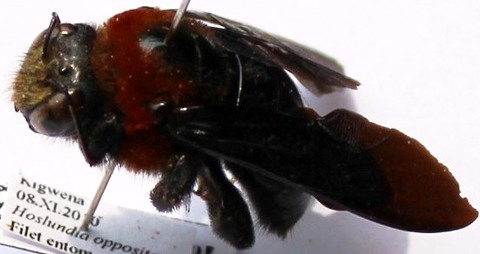 Xylocopa flavorufa fem.