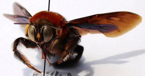 Xylocopa flavorufa male