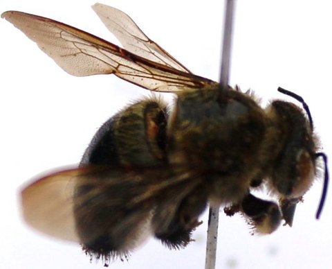 Xylocopa gabonica fem.