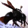 Xylocopa gaullei fem.