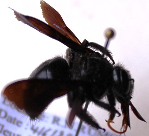 Xylocopa gaullei fem.