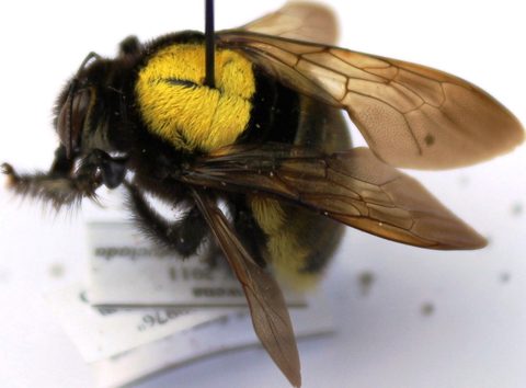 Xylocopa imitator male.