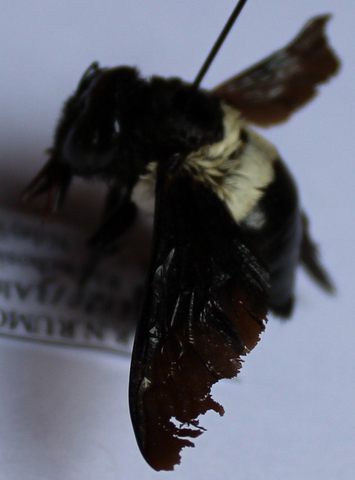 Xylocopa inconstans fem.