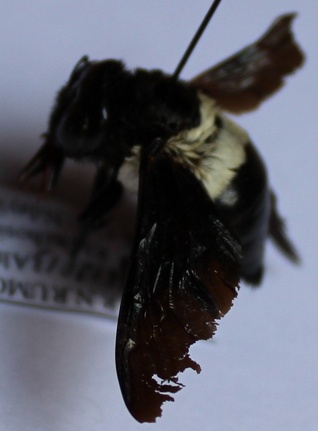 Xylocopa inconstans fem.