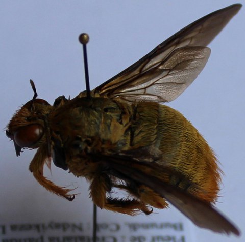 Xylocopa inconstans male