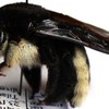 Xylocopa nigrita fem.