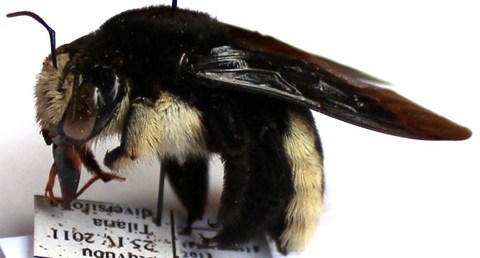 Xylocopa nigrita fem.