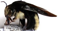 Xylocopa nigrita fem.