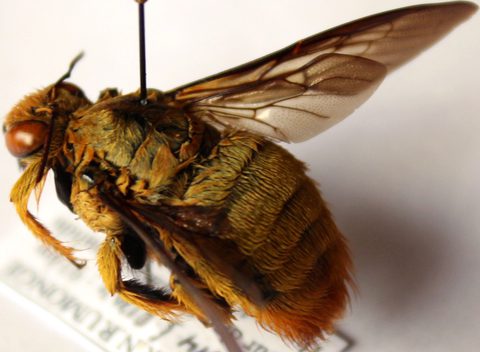 Xylocopa nigrita male.