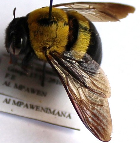 Xylocopa olivacea fem.