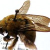 Xylocopa olivacea male