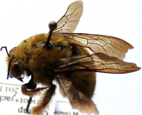 Xylocopa olivacea male