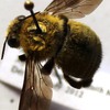 Xylocopa scioensis male