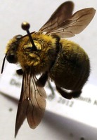 Xylocopa scioensis male