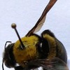 Xylocopa scioensis fem.