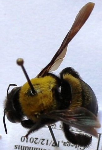 Xylocopa scioensis fem.