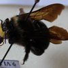 Xylocopa wellmani male