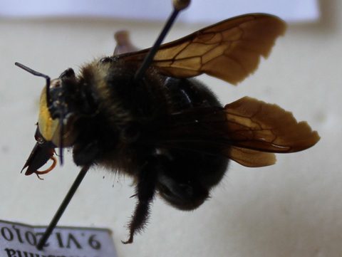 Xylocopa wellmani male