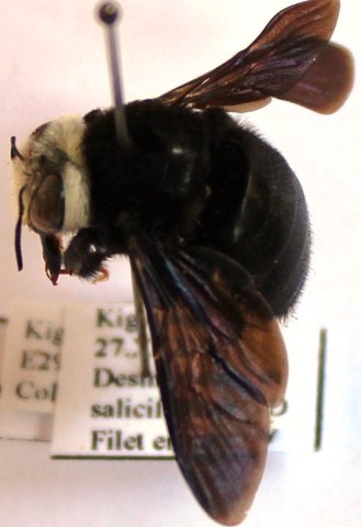 Xylocopa albiceps fem.