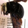 Xylocopa albiceps fem.