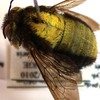 Xylocopa albiceps male