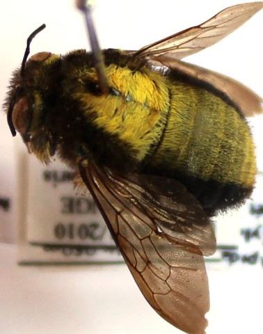 Xylocopa albiceps male