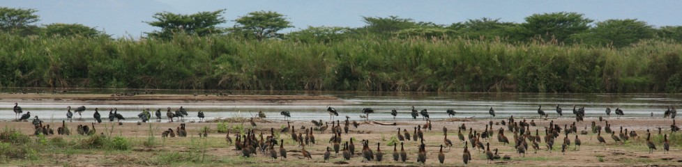 birds-burundi