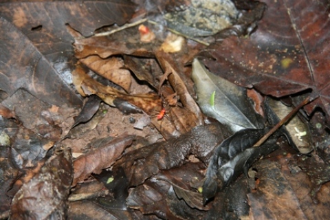 Insect-litiere-song.jpg