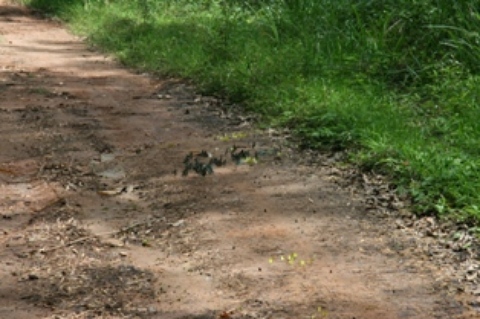 Une-piste-ernest.JPG