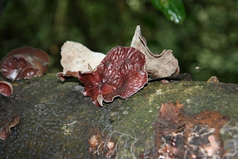champignon-foret-ganha.JPG