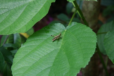 criquet-foret-ganha.JPG